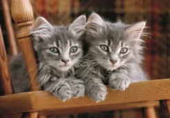 KITTENS -PUZZLE COMPACT 500 PIECES