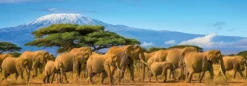 NATHAN PUZZLE 500 PIECES - TROUPEAU D’ELEPHANTS PANORAMIQUE