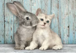 PUZZLE COMPACT 500 PIECES - CAT AND BUNNY