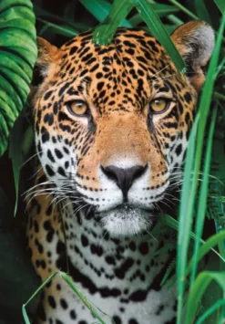PUZZLE COMPACT 500 PIECES - JAGUAR IN THE JUNGLE