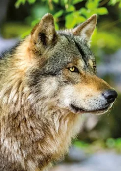 PUZZLE 1000 PIECES - LOUP GRIS EUROPEEN