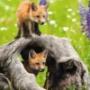 PUZZLE 300 PIECES XXL - MIGNONS RENARDS