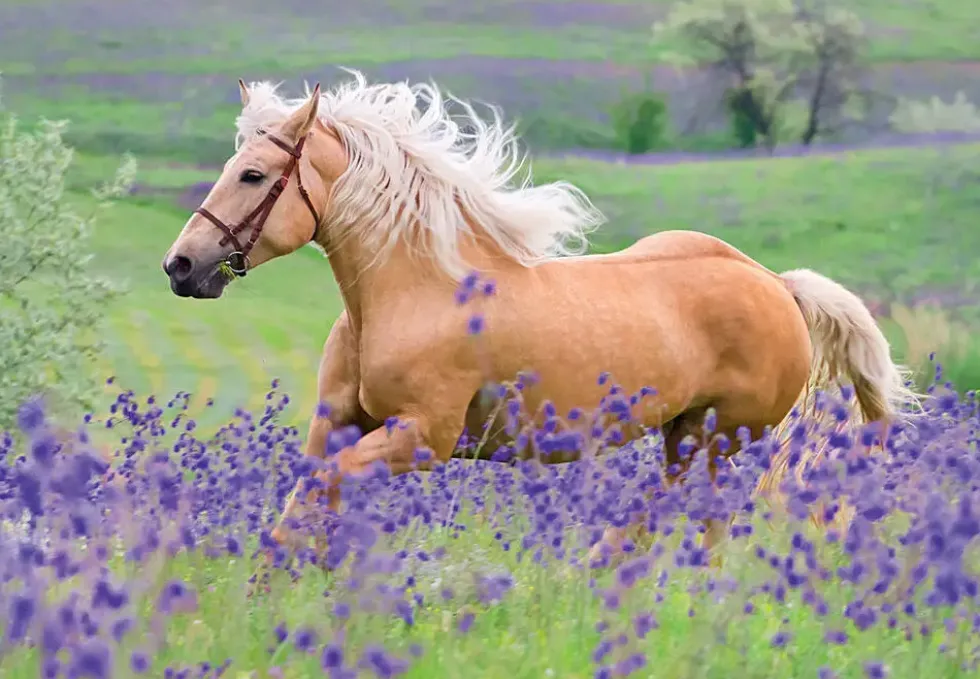 PUZZLES 2X24 PIECES - L'AMOUR DES CHEVAUX