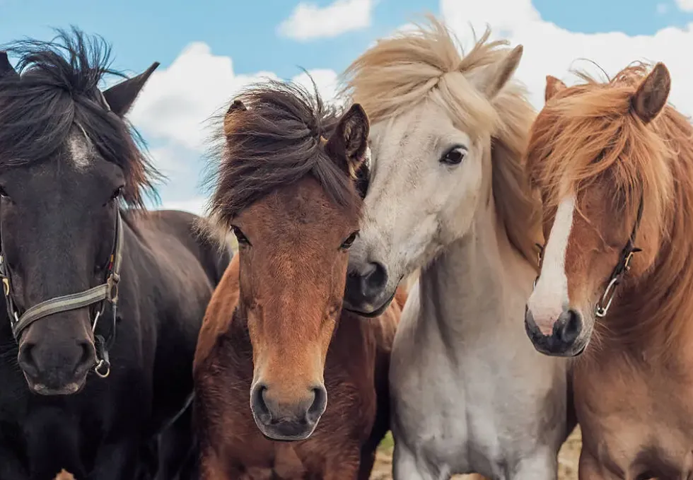 PUZZLES 2X24 PIECES - L'AMOUR DES CHEVAUX