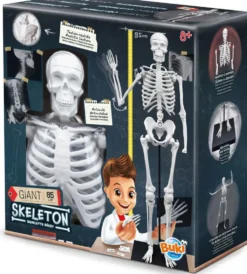 SQUELETTE 85 CM